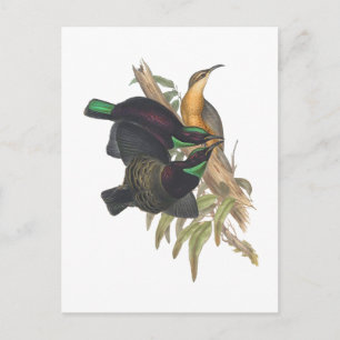 Victoria's Rifle Bird Postcard