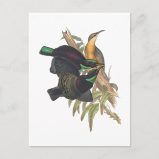 Victoria's Rifle Bird Postcard