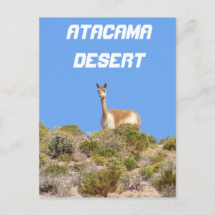 Vicuna Atacama Desert, Chile Postcard - Vertical