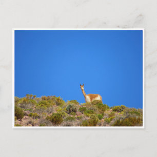 vicuña blue postcard