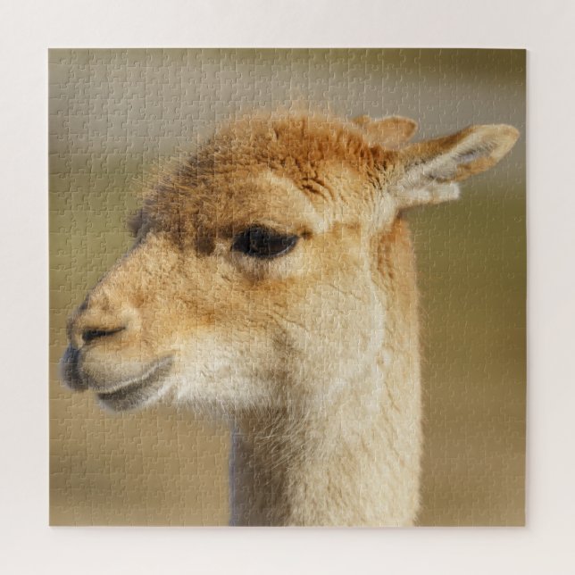 Vicuna Close-Up Jigsaw Puzzle (Vertical)
