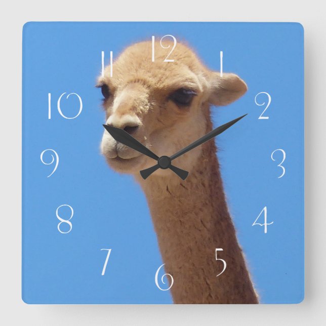 Vicuña self portrait on blue background square wall clock (Front)