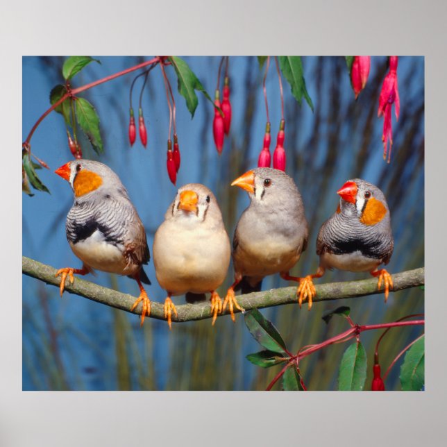 vier Zebrafinken nebeneinander auf Ast sitzend Poster (Front)