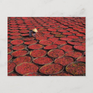 Vietnam. Candy drying in baskets under the Postcard