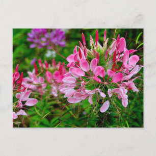 Vietnam - flower on Ha Giang plateau Holiday Postcard