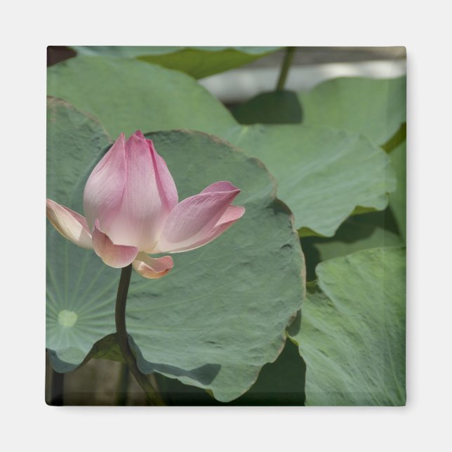 Vietnam, near Saigon) My Tho. Vinh Trang 2 Magnet (Front)