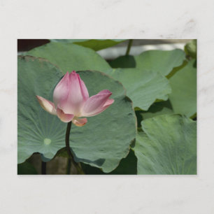 Vietnam, near Saigon) My Tho. Vinh Trang 2 Postcard