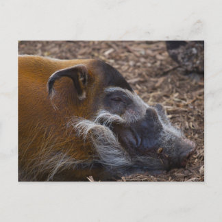 Vietnamese Hog postcard