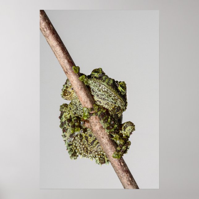 Vietnamese Mossy Frog on a Branch Poster (Front)
