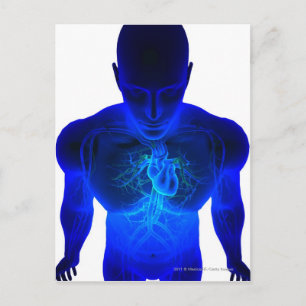 View from above of the layout of blood vessels postcard