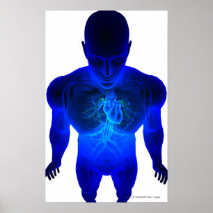 View from above of the layout of blood vessels poster
