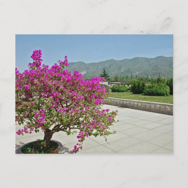 View From Museum, Xian, China Postcard (Front)