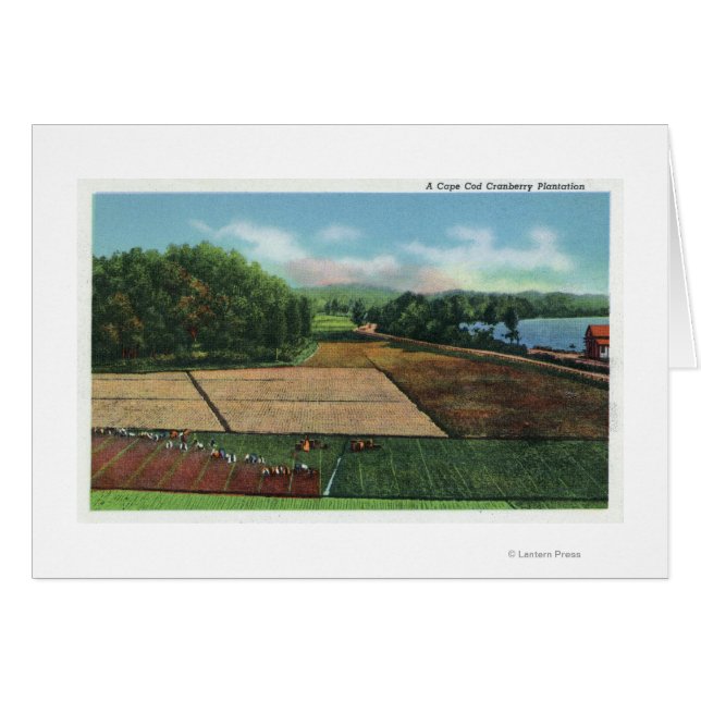 View of a Cranberry Plantation (Front Horizontal)