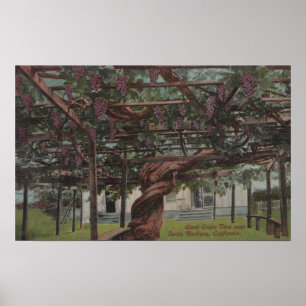View of a Giant Grape Vine Poster