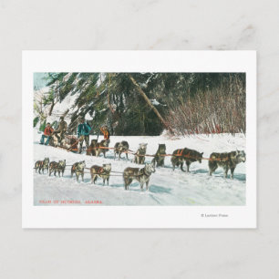 View of a Husky Dog-Sled Team Postcard