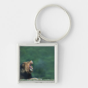 View of a Lion (Panthera leo) laying on the Key Ring