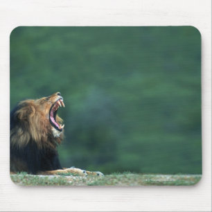 View of a Lion (Panthera leo) laying on the Mouse Pad