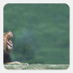 View of a Lion (Panthera leo) laying on the Square Sticker