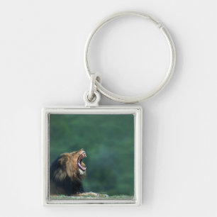 View of a Lion (Panthera leo) opening its mouth Key Ring