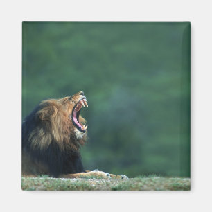 View of a Lion (Panthera leo) opening its mouth Magnet