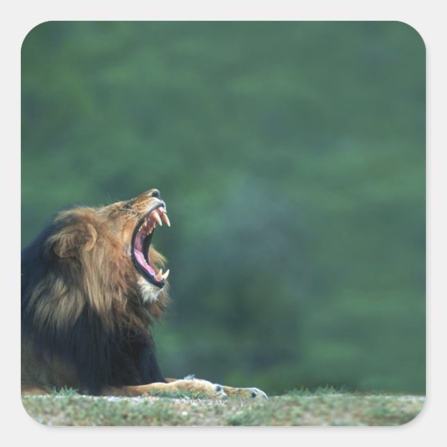 View of a Lion (Panthera leo) opening its mouth Square Sticker (Front)