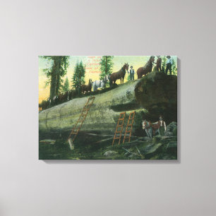 View of a Logging Team on a Fallen Redwood Canvas Print
