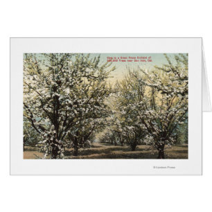 View of a Prune Orchard of 300,000 Trees