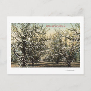 View of a Prune Orchard of 300,000 Trees Postcard