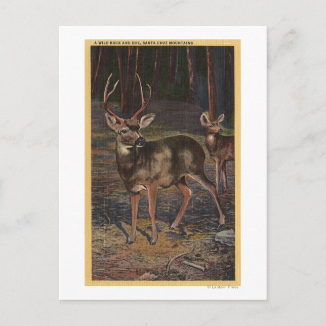View of a Wild Buck & Doe Postcard (Front)