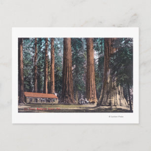 View of Big Trees in Mariposa Grove Postcard