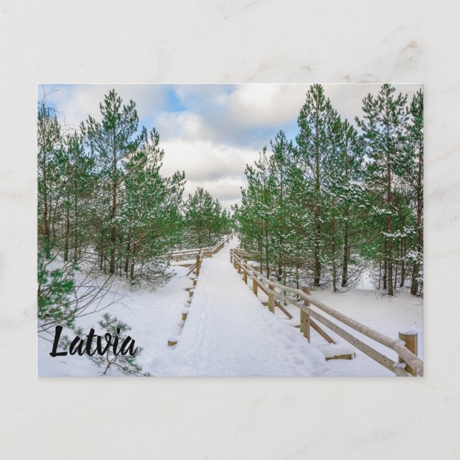 View of boardwalk covered in snow in pine trees postcard (Front)
