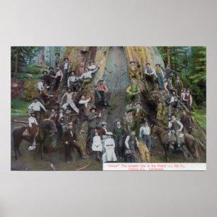 View of Boole, the Largest Tree in the World Poster