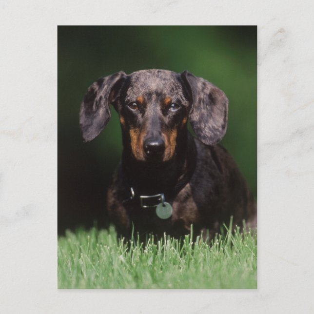 View of Dapple colored Dachshund Postcard (Front)