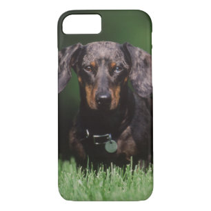 View of Dapple coloured Dachshund iPhone 8/7 Case