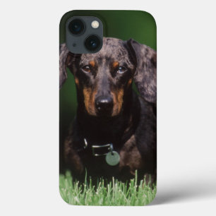 View of Dapple coloured Dachshund iPhone 13 Case