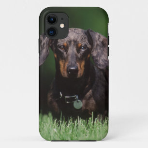 View of Dapple coloured Dachshund iPhone 11 Case