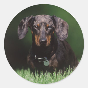 View of Dapple coloured Dachshund Classic Round Sticker