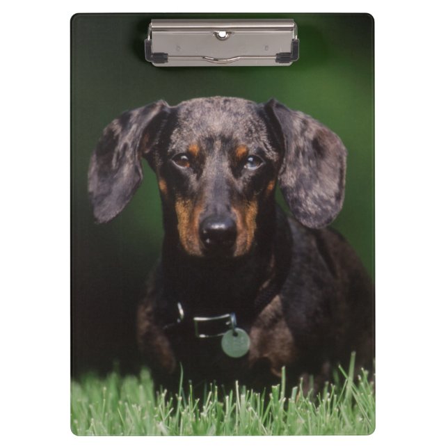 View of Dapple coloured Dachshund Clipboard (Front)