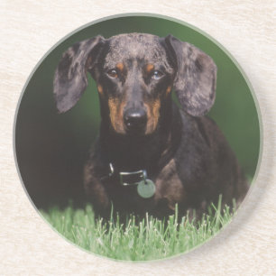 View of Dapple coloured Dachshund Coaster