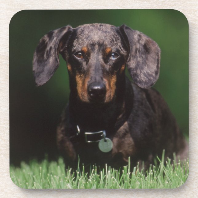 View of Dapple coloured Dachshund Coaster (Front)