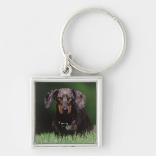 View of Dapple coloured Dachshund Key Ring