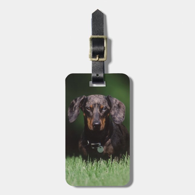View of Dapple coloured Dachshund Luggage Tag (Front Vertical)