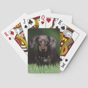 View of Dapple coloured Dachshund Playing Cards