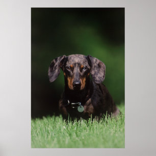 View of Dapple coloured Dachshund Poster