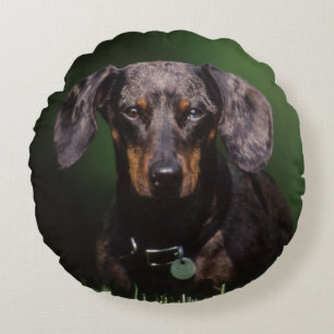 View of Dapple coloured Dachshund Round Cushion