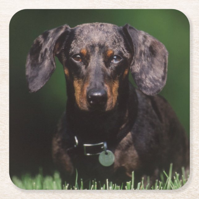 View of Dapple coloured Dachshund Square Paper Coaster (Front)