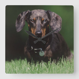 View of Dapple coloured Dachshund Square Wall Clock