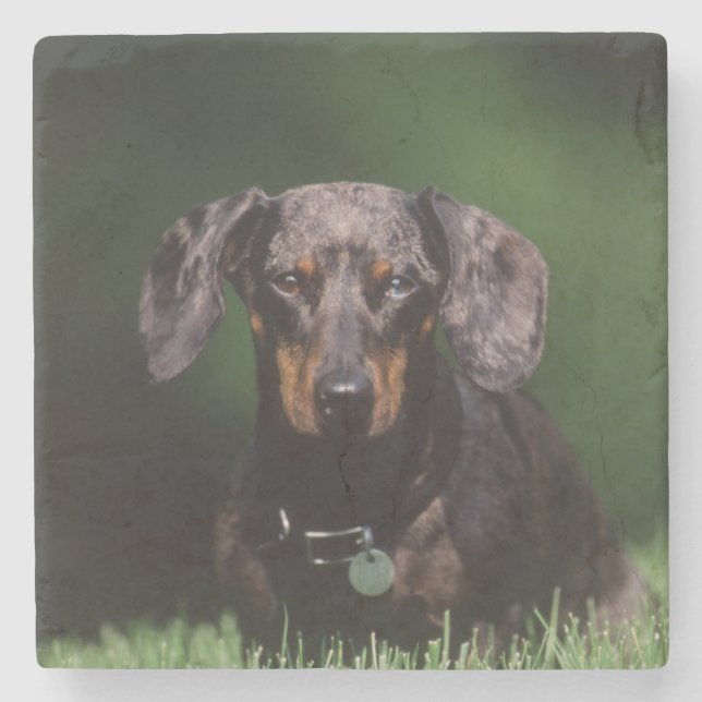 View of Dapple coloured Dachshund Stone Coaster (Front)