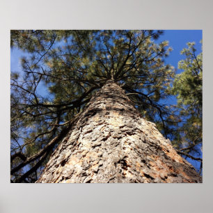 View of Giant Sequoia from Below Looking up to Sky Poster