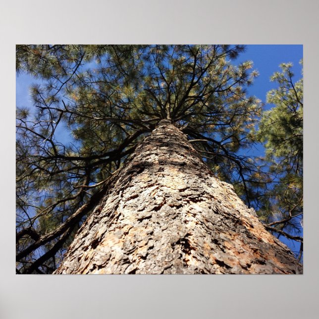 View of Giant Sequoia from Below Looking up to Sky Poster (Front)